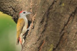 Dzięcioł szarogłowy - Mesopicos spodocephalus - Grey Woodpecker
