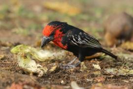 Wąsal czerwonogardły - Lybius guifsobalito - Black-billed Barbet