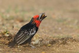 Wąsal czerwonogardły - Lybius guifsobalito - Black-billed Barbet
