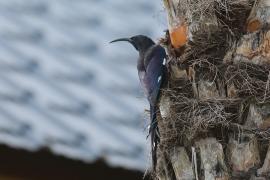 Sierpodudek kenijski - Phoeniculus granti - Grant's Wood-hoopoe