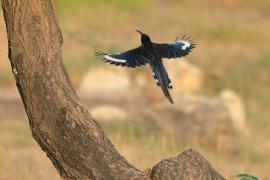 Sierpodudek kenijski - Phoeniculus granti - Grant's Wood-hoopoe