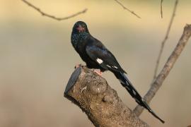 Sierpodudek kenijski - Phoeniculus granti - Grant's Wood-hoopoe