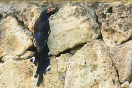 Sierpodudek kenijski - Phoeniculus granti - Grant's Wood-hoopoe