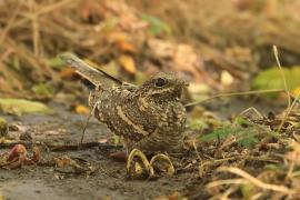 Lelek wysmukły - Caprimulgus clarus - Slender-tailed Nightjar