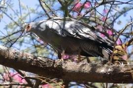 Owadożer palmowy - Polyboroides typus - African Harrier Hawk