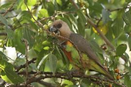 Afrykanka krasnopierśna - Poicephalus rufiventris  - Red-bellied Parrot