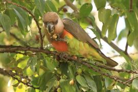 Afrykanka krasnopierśna - Poicephalus rufiventris  - Red-bellied Parrot