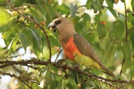 Afrykanka krasnopierśna - Poicephalus rufiventris  - Red-bellied Parrot