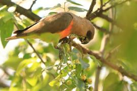 Afrykanka krasnopierśna - Poicephalus rufiventris  - Red-bellied Parrot