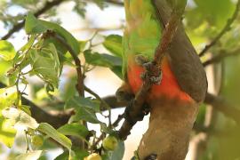 Afrykanka krasnopierśna - Poicephalus rufiventris  - Red-bellied Parrot