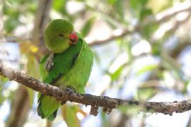 Nierozłączka czarnoskrzydła - Agapornis taranta - Black-winged Lovebird