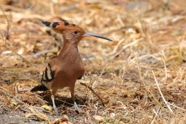 Dudek - Upupa epops - Common Hoopoe