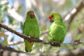 Nierozłączka czarnoskrzydła - Agapornis taranta - Black-winged Lovebird