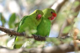 Nierozłączka czarnoskrzydła - Agapornis taranta - Black-winged Lovebird