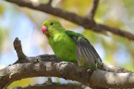 Nierozłączka czarnoskrzydła - Agapornis taranta - Black-winged Lovebird