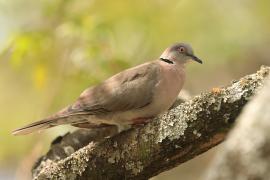 Synogarlica okularowa - Streptopelia decipiens - African Mourning Dove