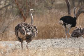 Struś szaroskóry - Sturio molybdophanes - Somali Ostrich