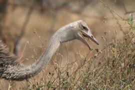 Struś szaroskóry - Sturio molybdophanes - Somali Ostrich