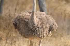 Struś szaroskóry - Sturio molybdophanes - Somali Ostrich