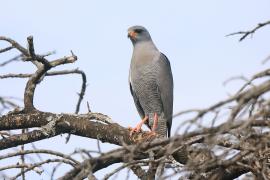 Jastrzębiak ciemny - Melierax metabates - Dark Chanting Goshawk