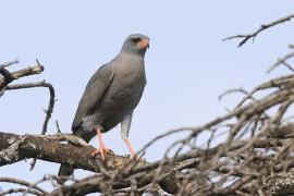 Jastrzębiak ciemny - Melierax metabates - Dark Chanting Goshawk