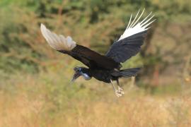 Dzioboróg abisyński - Bucorvus abyssinicus - Northern Ground Hornbill