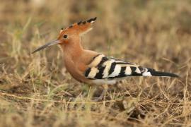 Dudek - Upupa epops - Common Hoopoe