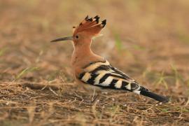 Dudek - Upupa epops - Common Hoopoe