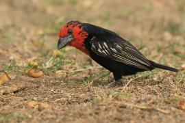 Wąsal czerwonogardły - Lybius guifsobalito - Black-billed Barbet