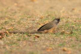 Czepiga rudawa - Colius striatus - Speckled Mousebird