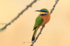 Żołna mała - Merops pusillus - Little Bee-eater