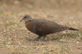 Synogarlica popielata - Streptopelia capicola - Ring-necked Dove