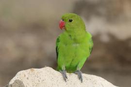 Nierozłączka czarnoskrzydła - Agapornis taranta - Black-winged Lovebird