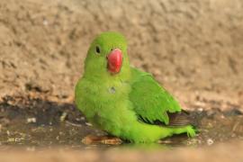 Nierozłączka czarnoskrzydła - Agapornis taranta - Black-winged Lovebird
