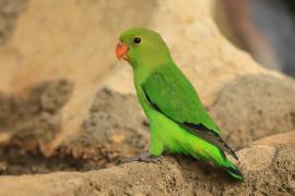 Nierozłączka czarnoskrzydła - Agapornis taranta - Black-winged Lovebird