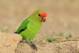 Nierozłączka czarnoskrzydła - Agapornis taranta - Black-winged Lovebird