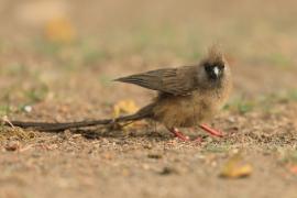 Czepiga rudawa - Colius striatus - Speckled Mousebird