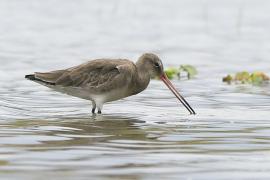 Szlamnik - Limosa lapponica - Bar-tailed Godwit 