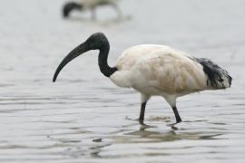 Ibis czczony - Threskiornis aethiopicus - Sacred Ibis