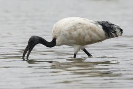 Ibis czczony - Threskiornis aethiopicus - Sacred Ibis