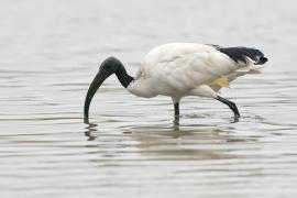 Ibis czczony - Threskiornis aethiopicus - Sacred Ibis