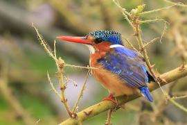 Zimorodek malachitowy - Corythornis cristatus  - African Malachite Kingfisher