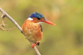 Zimorodek malachitowy - Corythornis cristatus  - African Malachite Kingfisher