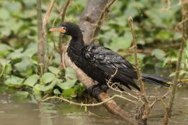 Kormoran etiopski - Microcarbo africanus - Reed Cormorant