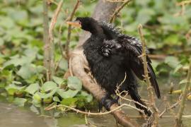 Kormoran etiopski - Microcarbo africanus - Reed Cormorant