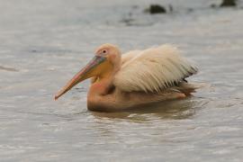 Pelikan różowy - Pelecanus onocrotalus - Great White Pelican