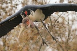 Marabut afrykański - Leptoptilos crumenifer - Marabou