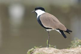 Czajka szponiasta - Vanellus spinosus - Spur-winged Lapwing