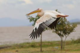 Pelikan różowy - Pelecanus onocrotalus - Great White Pelican