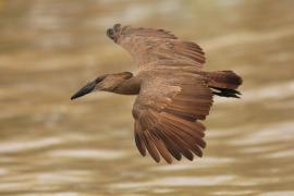 Waruga - Scopus umbretta - Hamerkop
